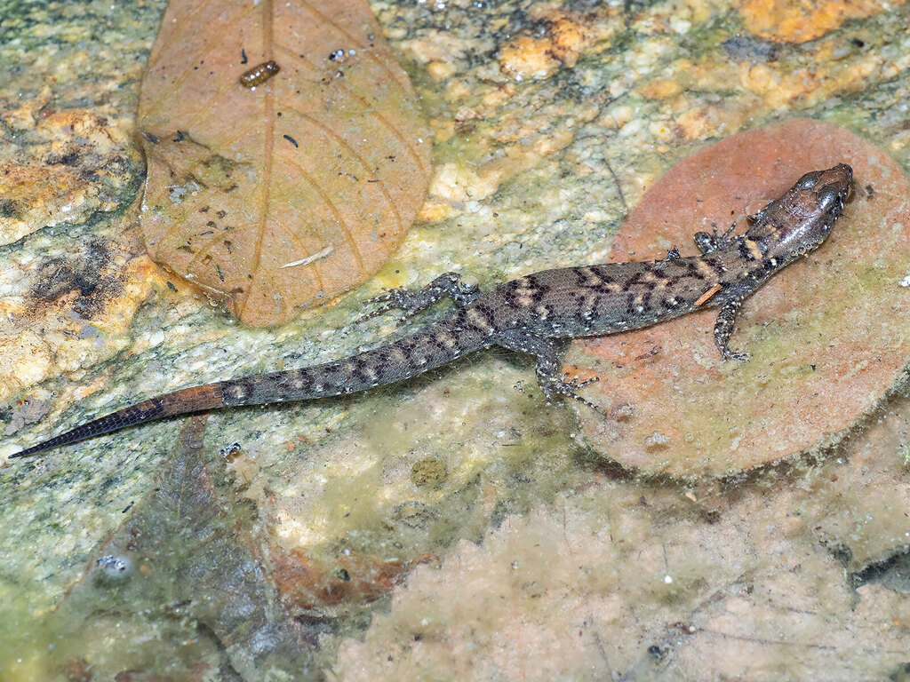 Berdmore's Water Skink