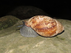 Megalobulimus ovatus