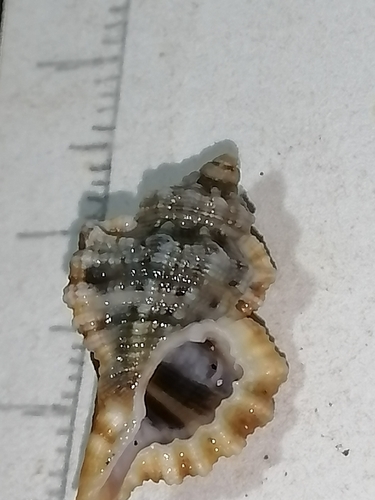 Turritriton gibbosus observed 2025-03-18