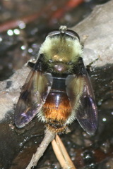 Sericomyia flagrans