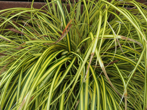 Morrow's Sedge (Carex morrowii) · iNaturalist