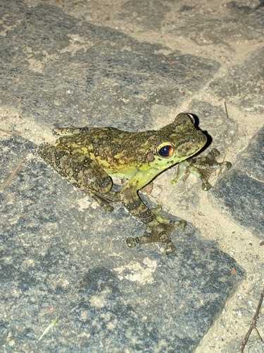 Ocellated Treefrog, Itapotihyla langsdorffii