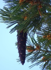 Pinus monticola