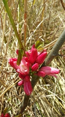 Adenia densiflora image