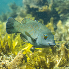 Giant Pig Fish photo 2