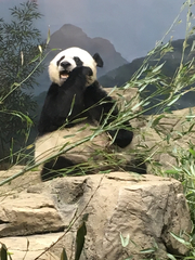 Ailuropoda melanoleuca