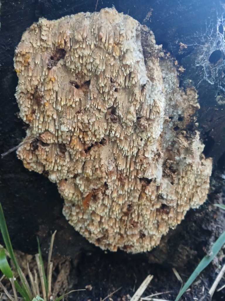 Mycoacia nothofagi · March 2025 · photo: © claire_grace83 (iNaturalist, cc-by)