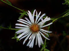 Symphyotrichum greatae