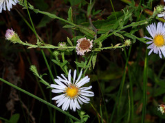 Symphyotrichum greatae