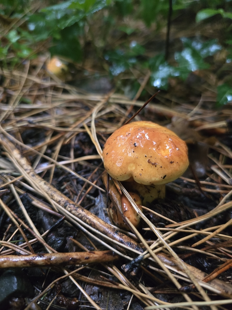 Suillus grevillei · March 2025 · photo: © xmahliax (iNaturalist, cc-by-nc)