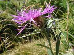 Centaurea uniflora