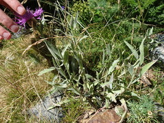 Centaurea uniflora