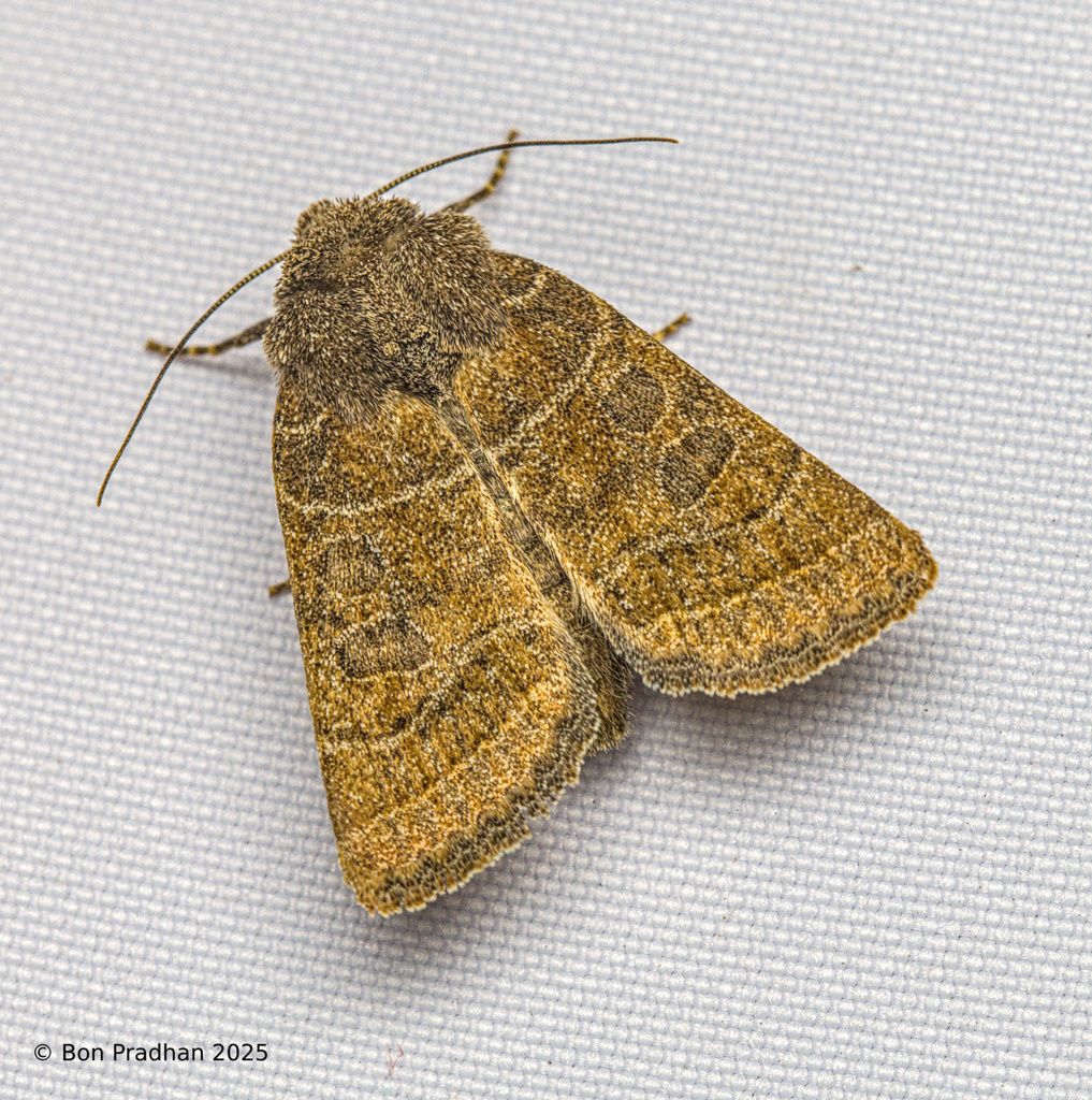 Orthosia harutai