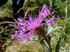Centaurea uniflora