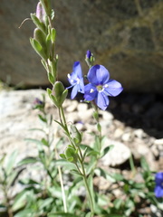 Veronica fruticans