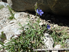 Veronica fruticans