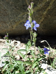 Veronica fruticans