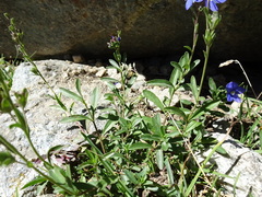 Veronica fruticans