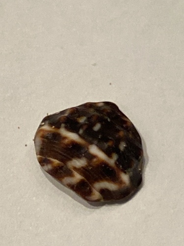 Conus chaldaeus, 2025-03-17