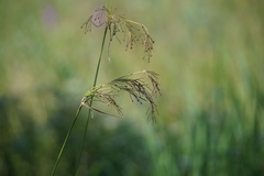 Scirpus pendulus