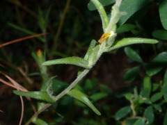 Symphyotrichum greatae