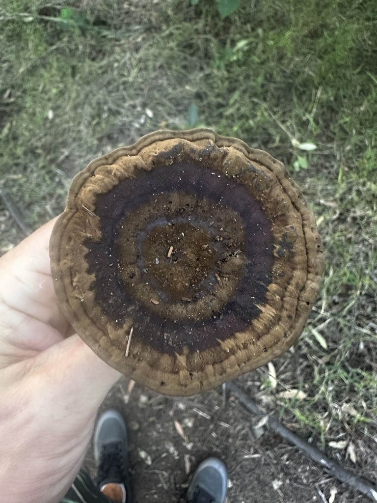 Sanguinoderma rude · March 2025 · photo: © lukas74 (iNaturalist, cc-by)