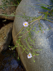 Symphyotrichum greatae