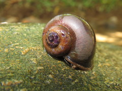 Pomacea sordida