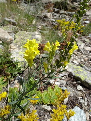 Linaria angustissima