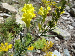 Linaria angustissima