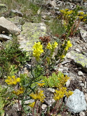 Linaria angustissima