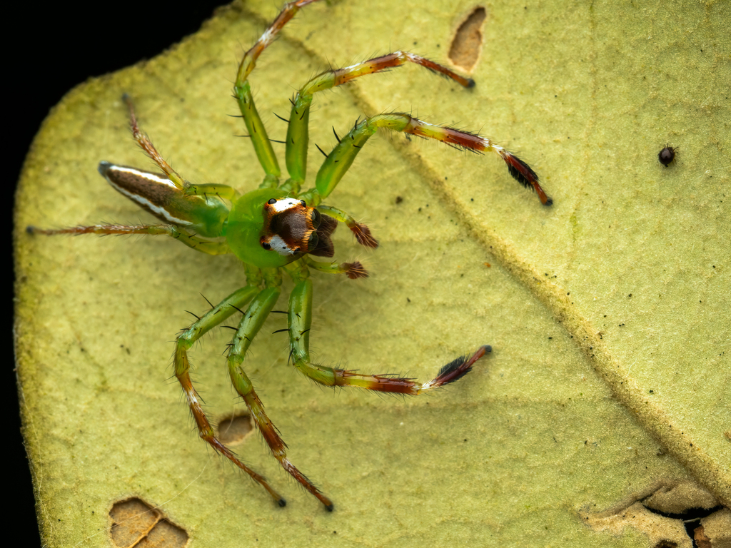 Yellow-lined Epeus