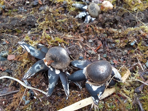 Astraeus hygrometricus