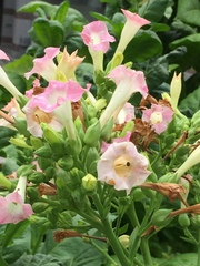 Nicotiana tabacum