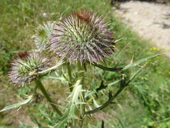 Cirsium eriophorum