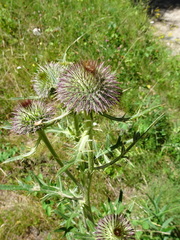 Cirsium eriophorum