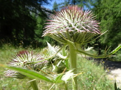 Cirsium eriophorum