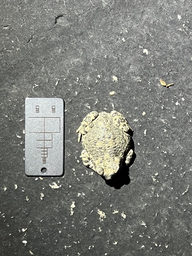 iNaturalist observation photo of Red-spotted Toad