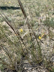 Stipa glareosa