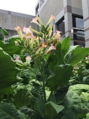 Nicotiana tabacum