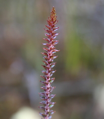 Epacris pauciflora
