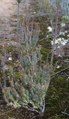 Epacris pauciflora