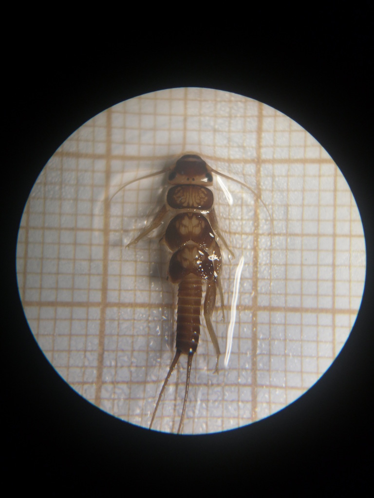 Anacroneuria debilis