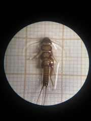 Anacroneuria debilis