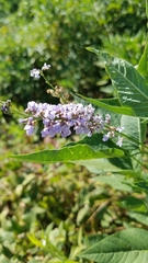 Orbexilum onobrychis