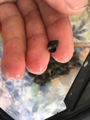 Littorina saxatilis