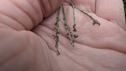 Blue Couch (Digitaria didactyla)