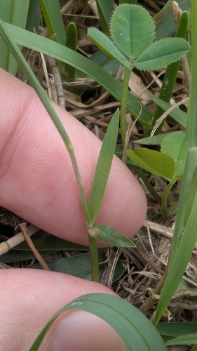 Image of Blue Couch (Digitaria didactyla) by (c) Alesha Teitzel, some rights reserved (CC BY)