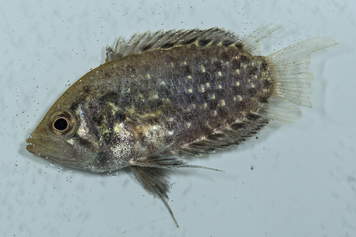 Guyana leaffish (Polycentrus schomburgkii) — Polycentridae — 4