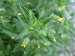 Mimetanthe pilosa